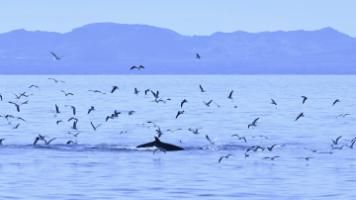 minke whale in blue water with lots of birds and mountains in the background