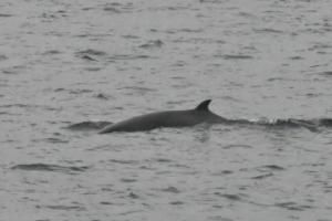 minke whale