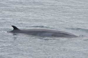minke whale