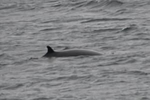 minke whale