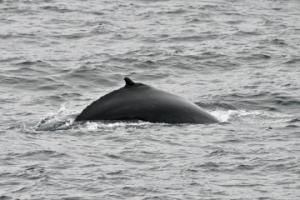 humpback whale dorsal fin