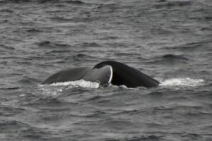 humpback whale fluke