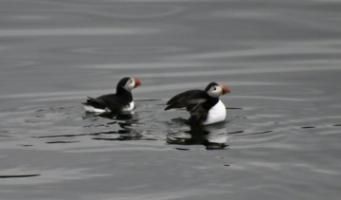 puffins
