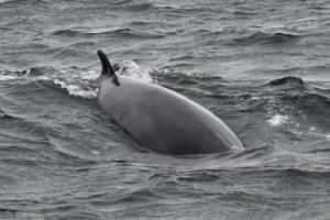 minke whale