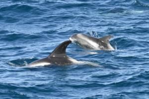 white-beaked dolphins