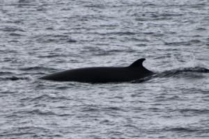 minke whale