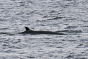 minke whale dorsal fin