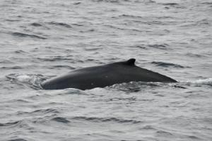 humpback whale dorsal fin