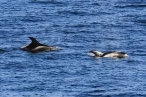 white-beaked dolphins