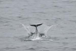 white-beaked dolphin