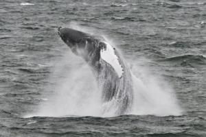 humpback whale breaching