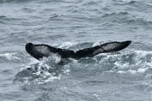 humpback whale fluke