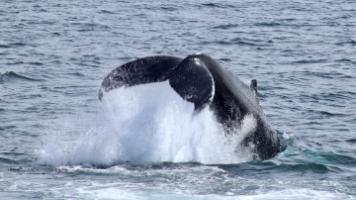humpback whale tail throwing