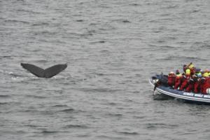 humpback whale in front of rib boat and passengers