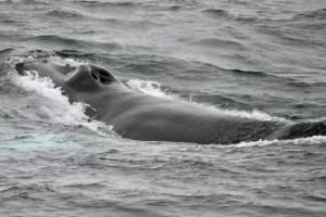 humpback whale