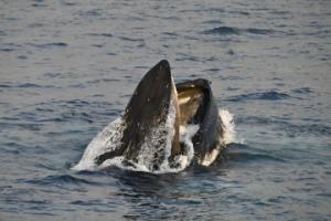 humpback whale lunge feeding