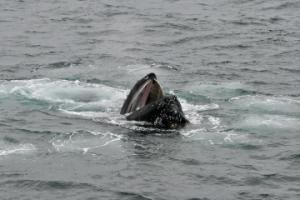humpback whale bubble net feeding