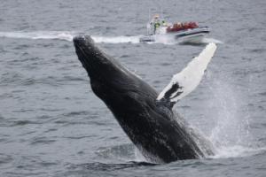 humpback whale breaching in front of RIB boat