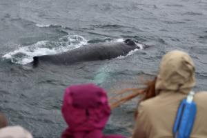 humpback whale and passengers