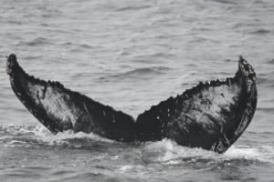 humpback whale fluke
