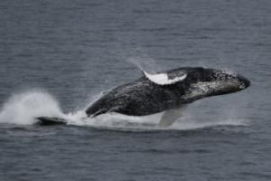breaching humpback whale
