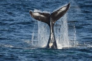 humpback whale tail throwing