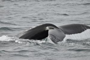 humpback whale fluke