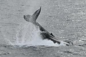 humpback whale peduncle throw