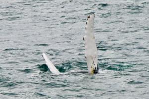 humpback whale pectoral fins
