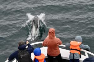 white-beaked dolphin and passengers
