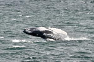 breaching humpback whale