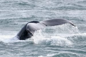 humpback whale fluke