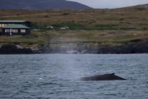 humpback whale close to land