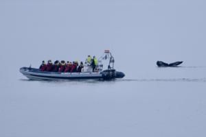 humpback whale in front of rib boat and passengers
