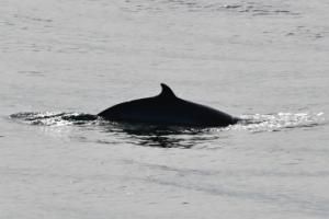 minke whale