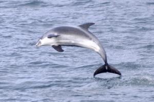 white-beaked dolphin