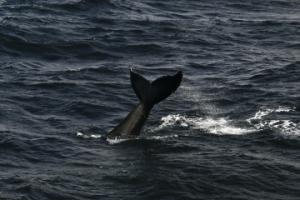 humpback whale fluke