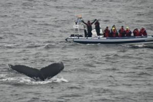 humpback whale dives in front of RIB boat