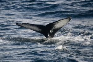 humpback whale fluke