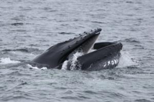 lunge feeding humpback whale