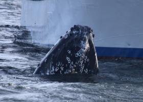 humpback whale spy hopping