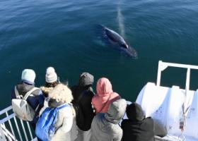 humpback whale wit passengers on board a whale watching boat