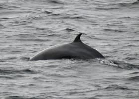 minke whale
