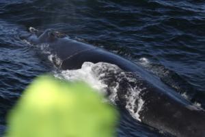 humpback whale