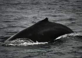 humpback whale