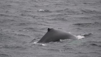 humpback whale