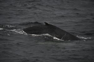 humpback whale