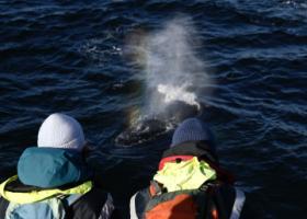 humpback whale and passengers