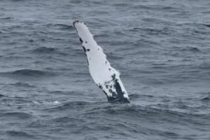 humpback whale pectoral fin