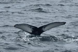 humpback whale fluke
